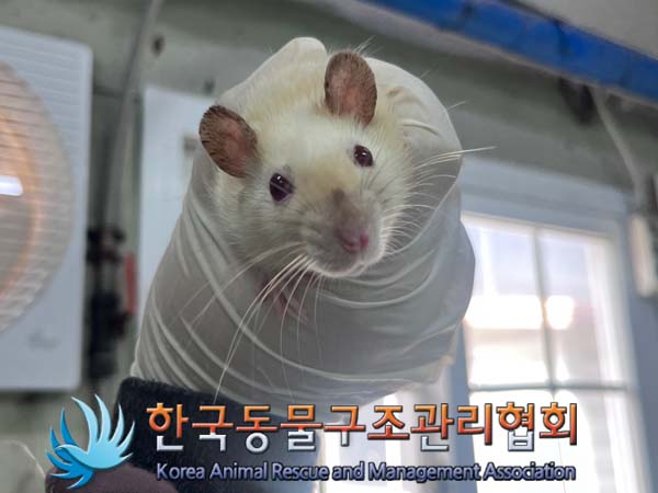 종료(안락사) 랫트…